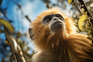 滇金丝猴高清生态摄影图