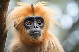 滇金丝猴自然生态摄影图