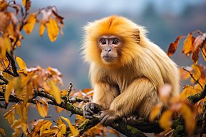 滇金丝猴猴子灵长类摄影图