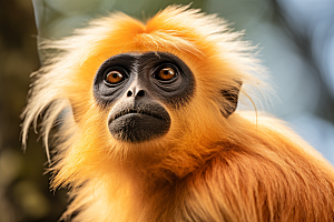 滇金丝猴猴子环保摄影图