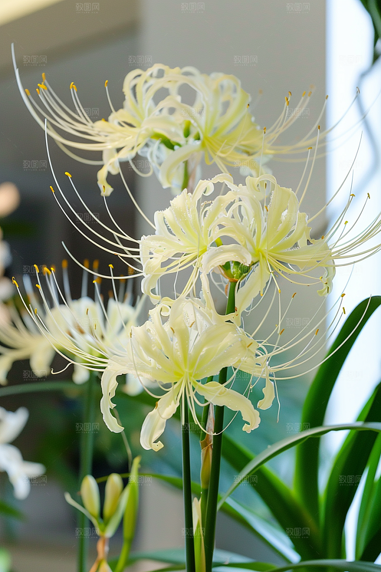 彼岸花植物自然素材