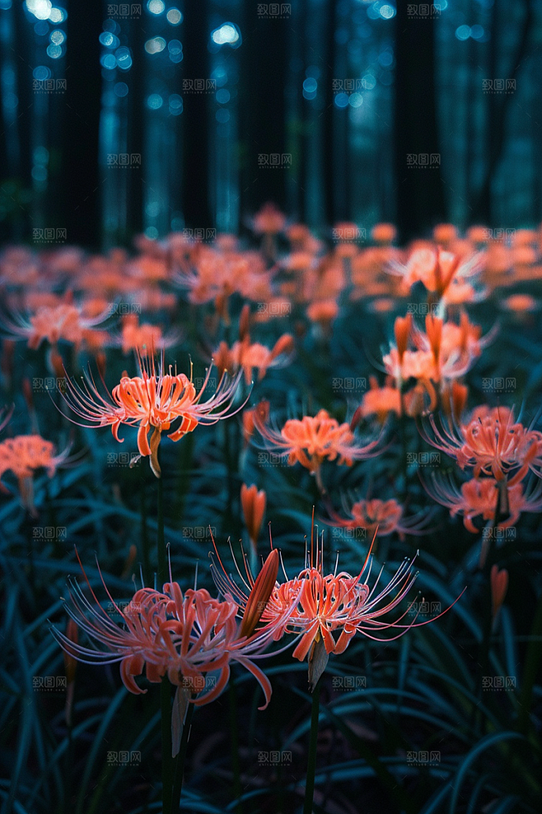 彼岸花曼殊沙华石蒜素材
