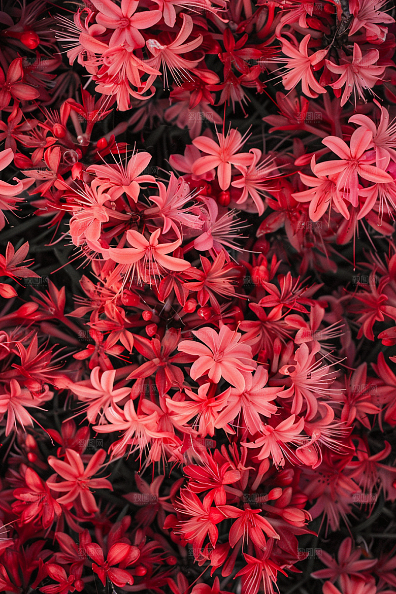 彼岸花红色植物素材