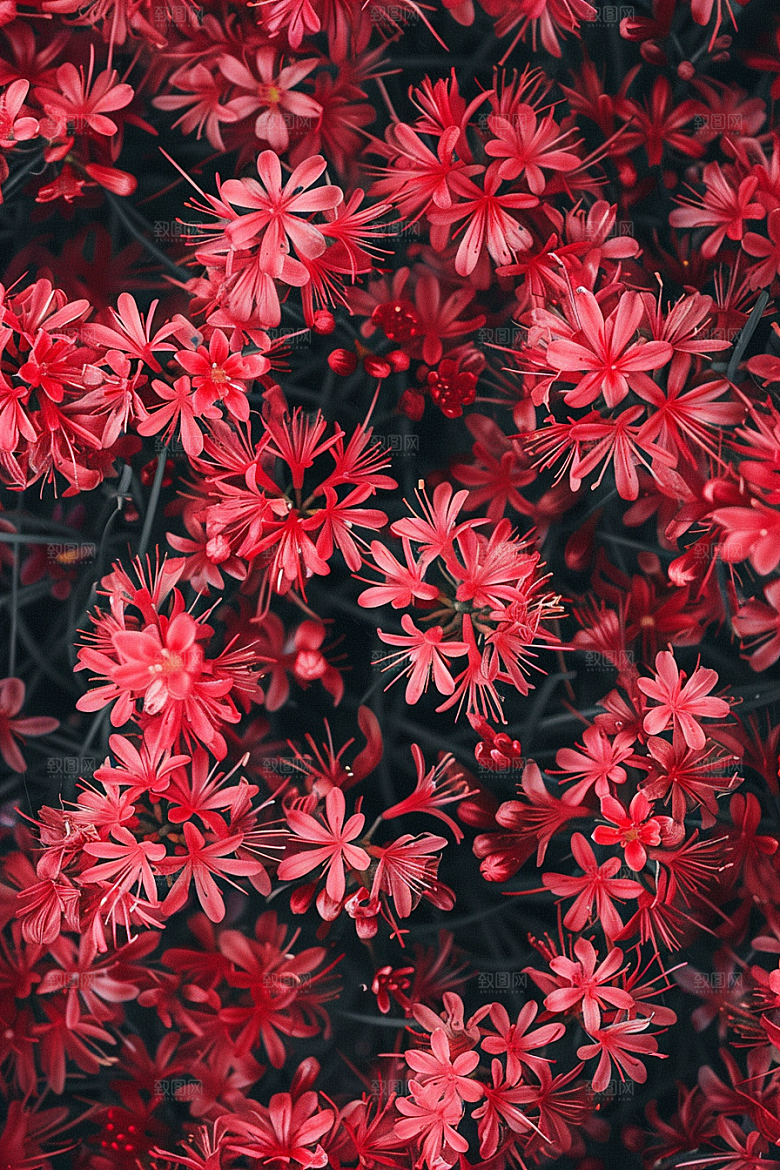 彼岸花唯美红色素材