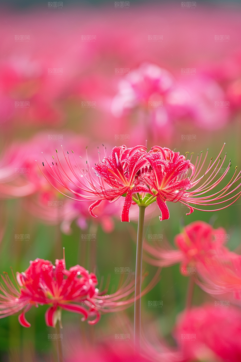 彼岸花忧伤曼殊沙华素材