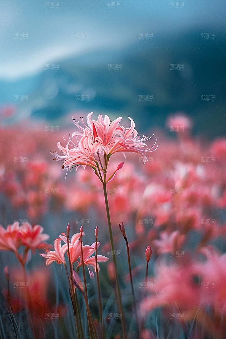 彼岸花高清自然素材