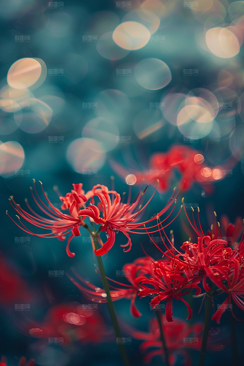 彼岸花石蒜红色素材