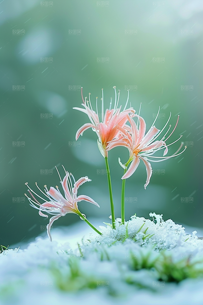彼岸花红色花卉素材