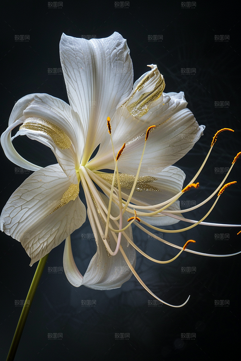 彼岸花高清草地摄影图