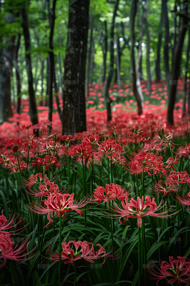 彼岸花曼殊沙华花卉摄影图