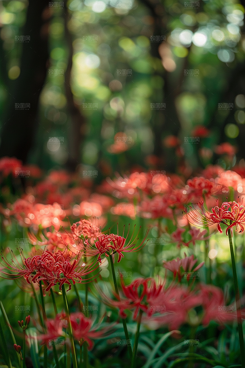 彼岸花草地花卉摄影图