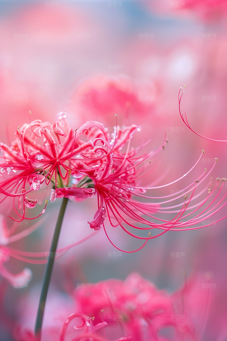 彼岸花花卉幽冥摄影图