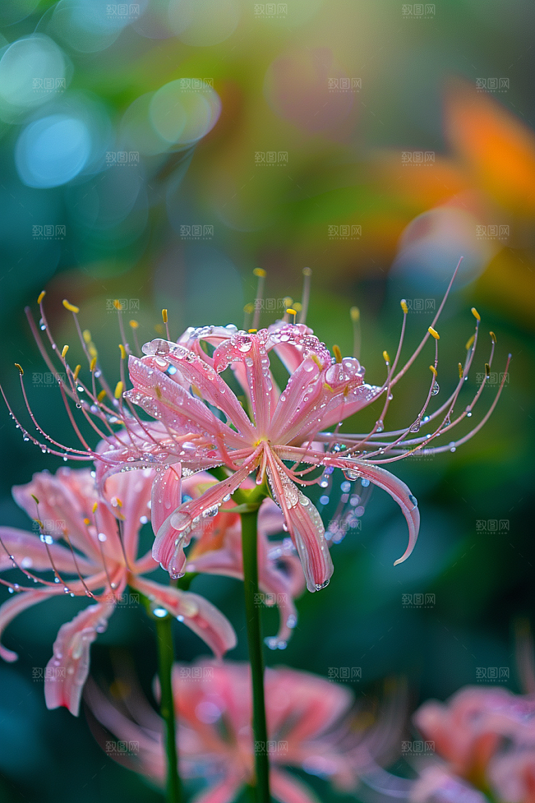 彼岸花石蒜草地摄影图