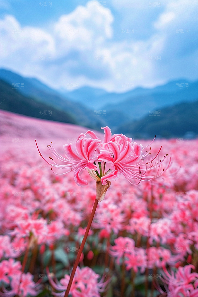 彼岸花花卉高清摄影图