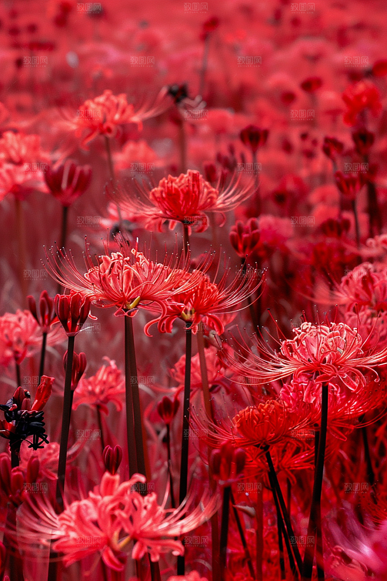 彼岸花幽冥花卉摄影图