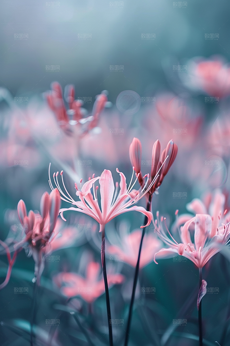 彼岸花优雅森林摄影图