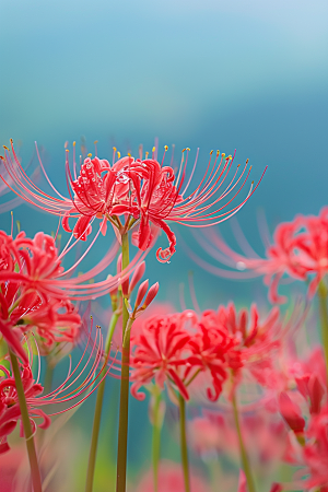 彼岸花石蒜草地摄影图