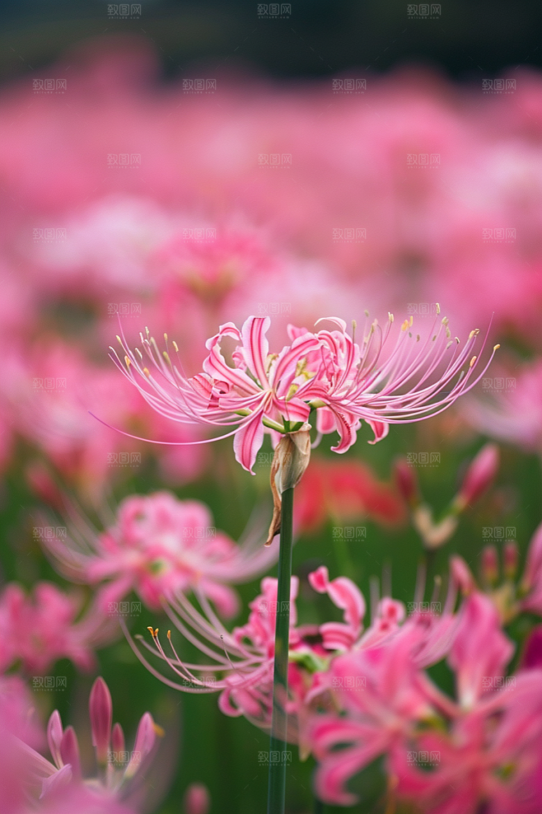 彼岸花森林植物摄影图