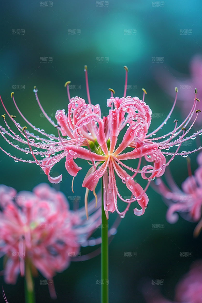 彼岸花植物高清摄影图