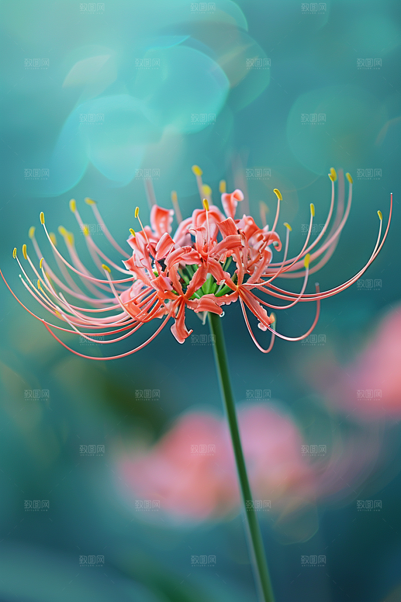 彼岸花草地唯美摄影图