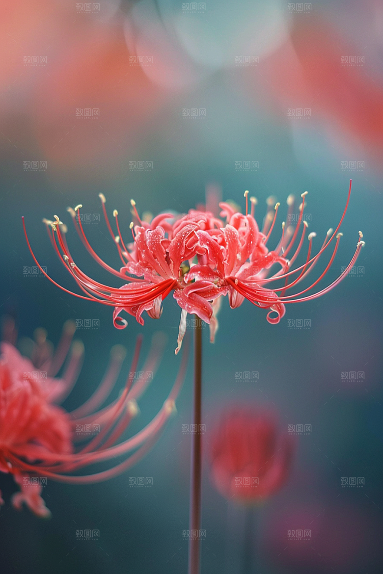 彼岸花灵魂传说自然摄影图