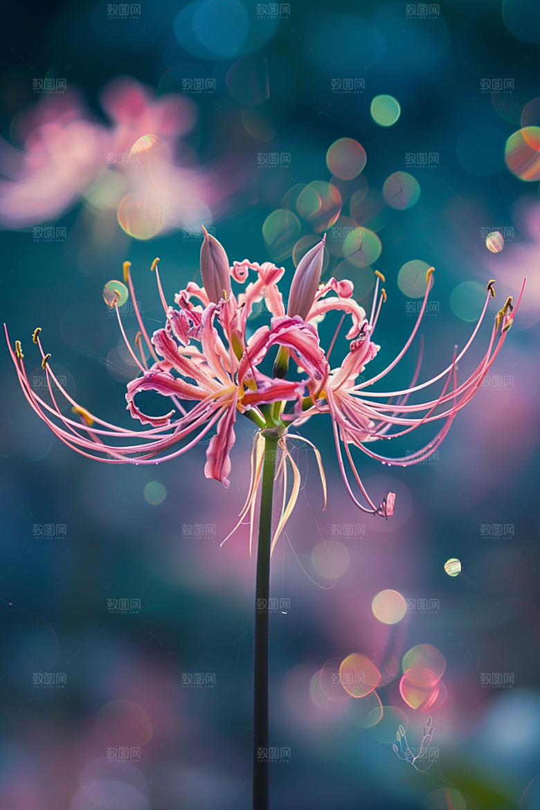 彼岸花灵魂传说花卉摄影图