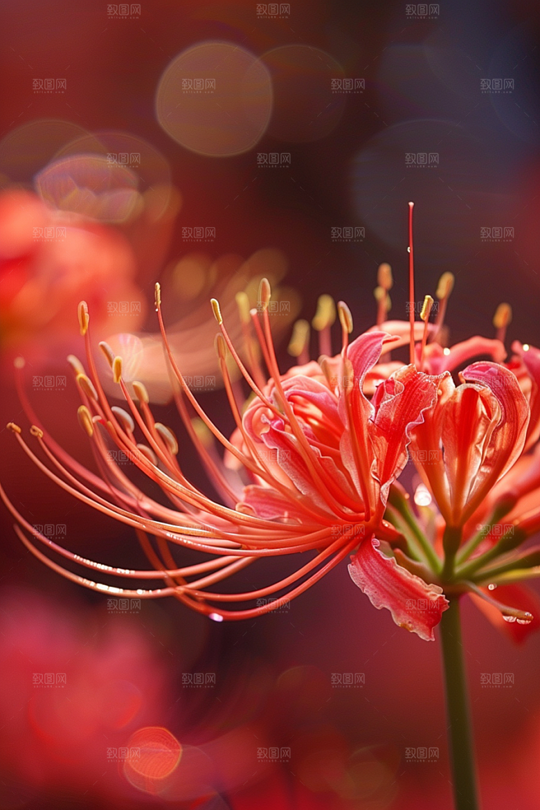 彼岸花植物高清摄影图