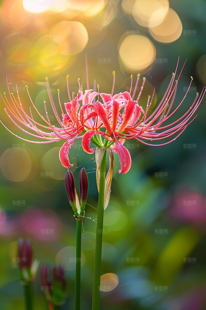 彼岸花森林花卉摄影图