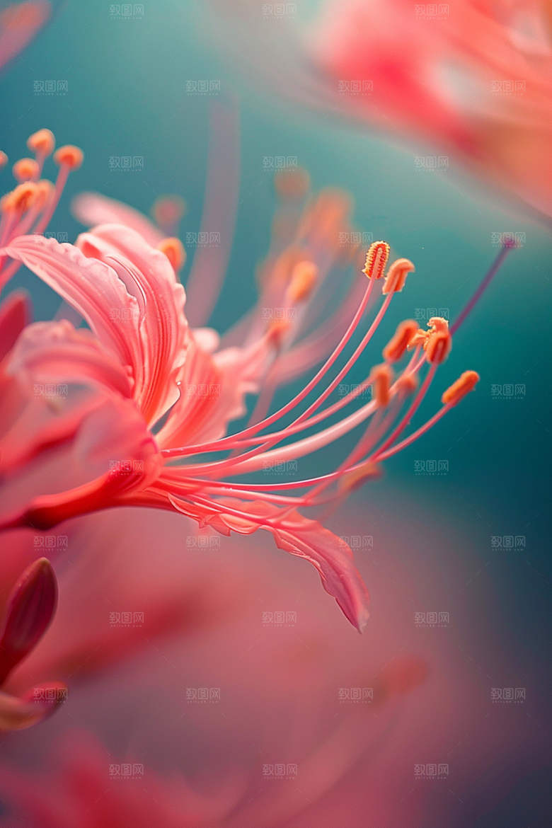 彼岸花唯美曼殊沙华摄影图