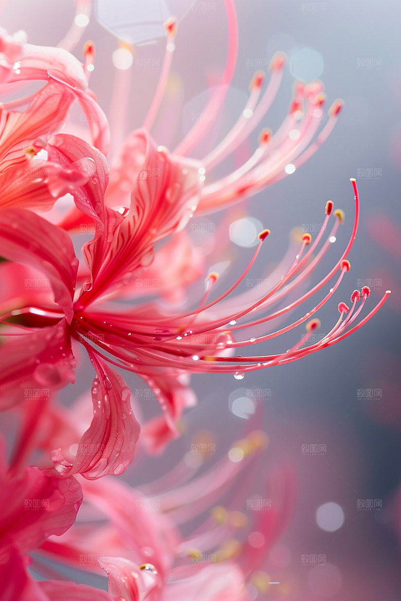 彼岸花曼殊沙华花卉摄影图