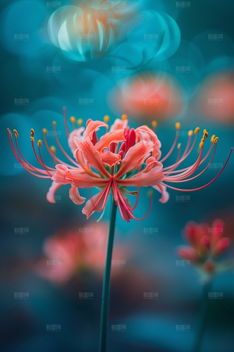 彼岸花唯美幽冥摄影图