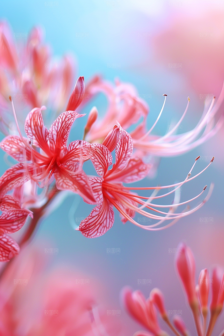 彼岸花花卉优雅摄影图