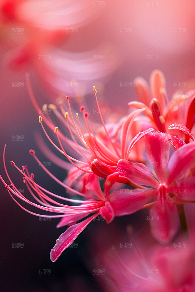 彼岸花花卉石蒜摄影图
