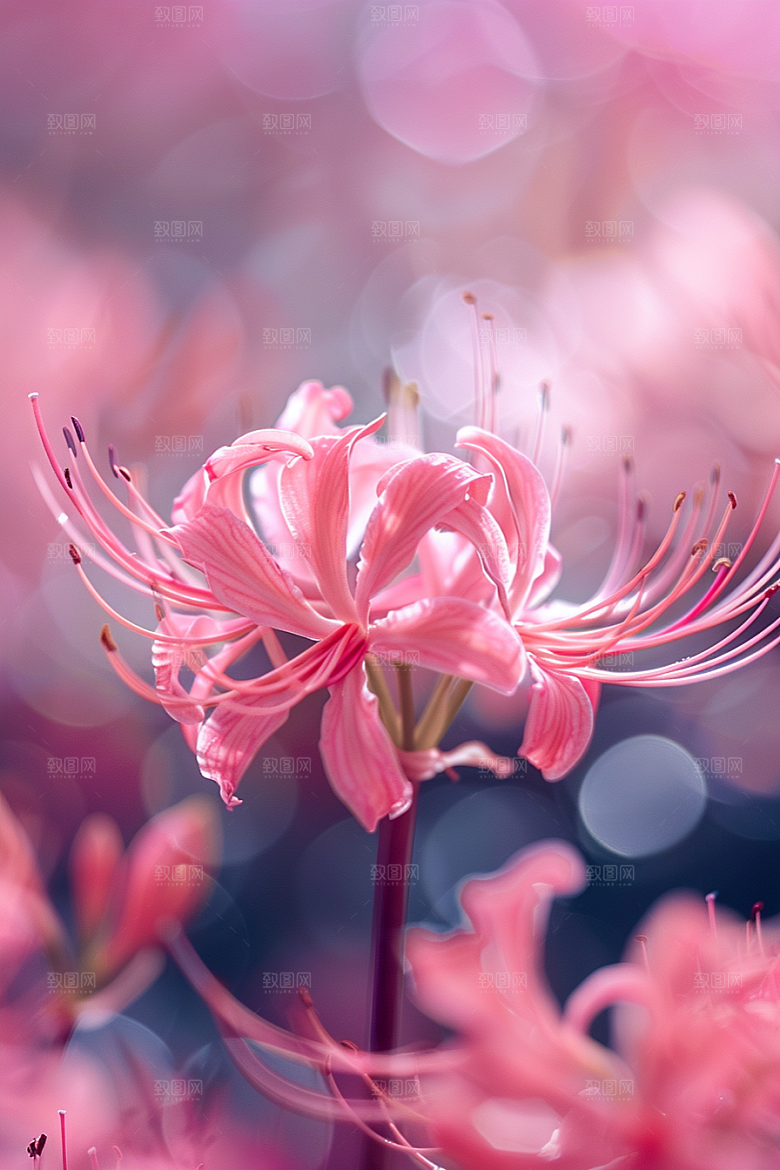 彼岸花花卉自然摄影图