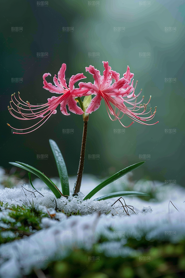 彼岸花幽冥石蒜摄影图