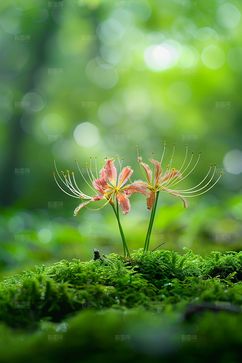 彼岸花灵魂传说石蒜摄影图