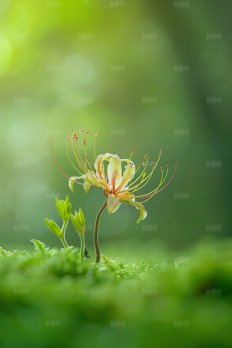 彼岸花优雅植物摄影图