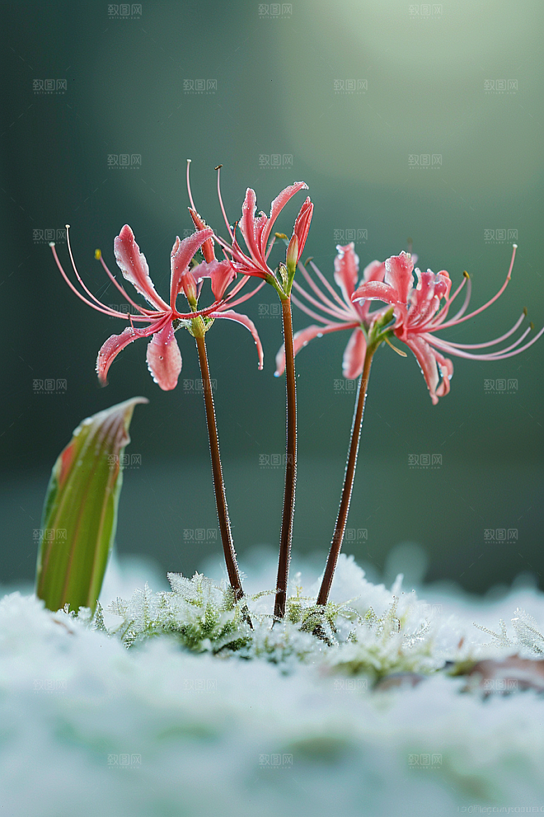 彼岸花高清花卉摄影图