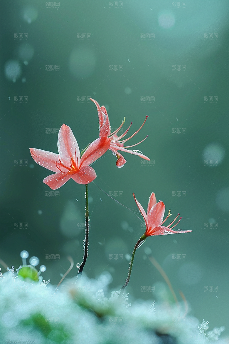 彼岸花高清花卉摄影图