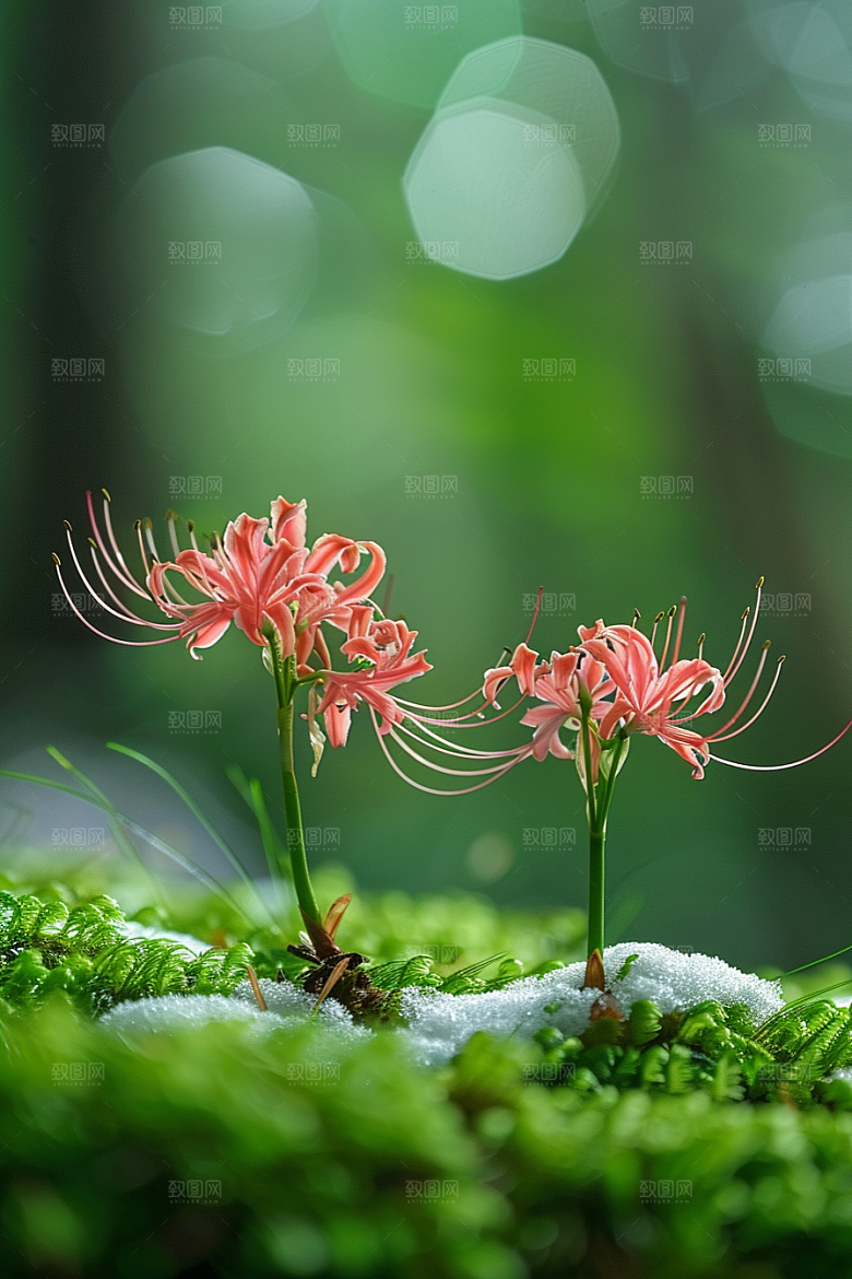 彼岸花草地花卉摄影图