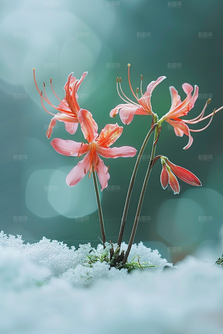 彼岸花草地高清摄影图