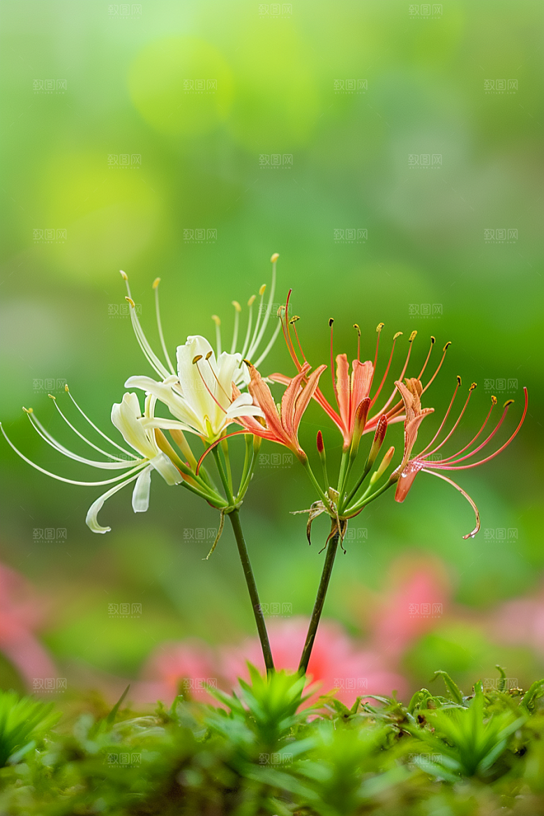彼岸花花卉森林摄影图
