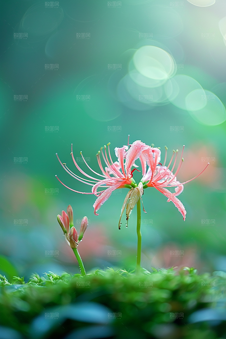 彼岸花幽冥高清摄影图