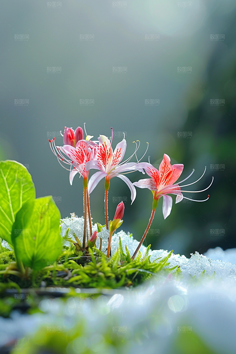 彼岸花自然草地摄影图