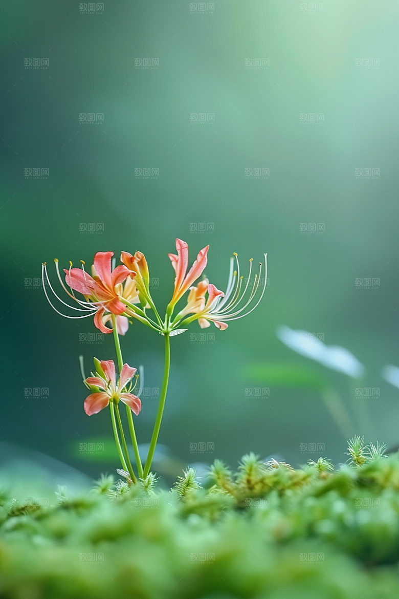 彼岸花花卉幽冥摄影图