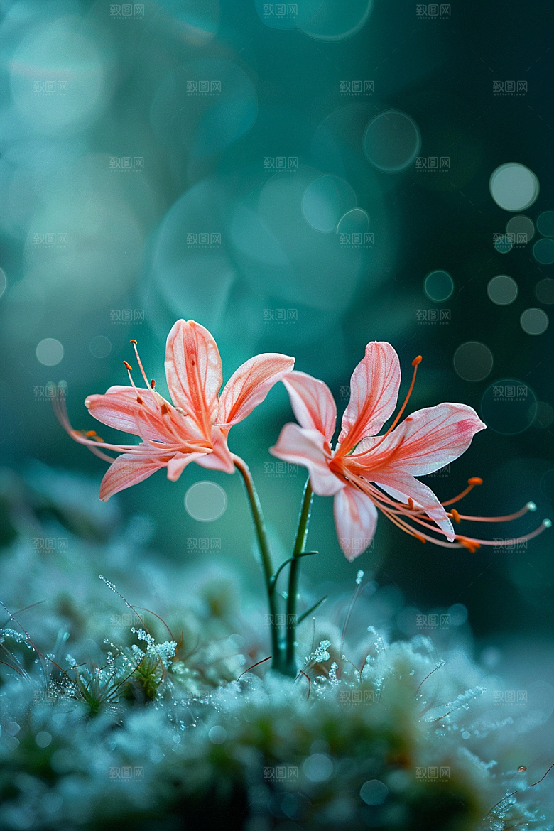 彼岸花石蒜草地摄影图