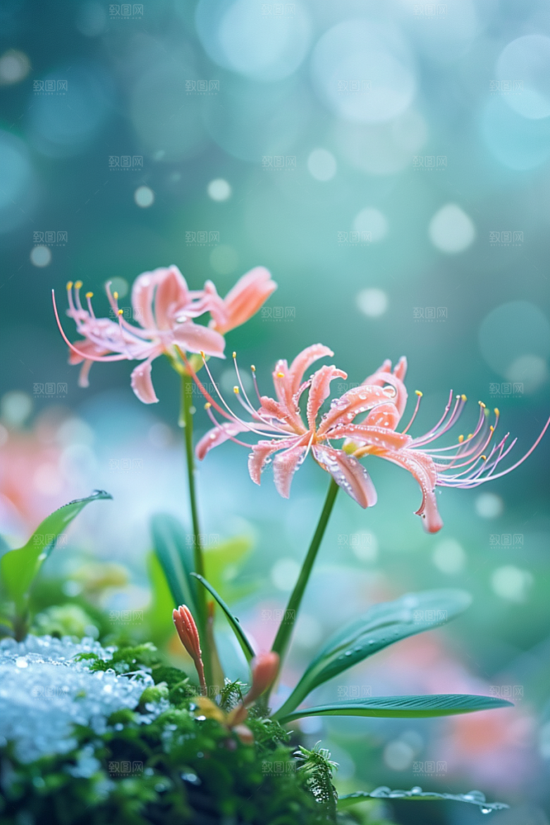 彼岸花曼殊沙华灵魂传说摄影图