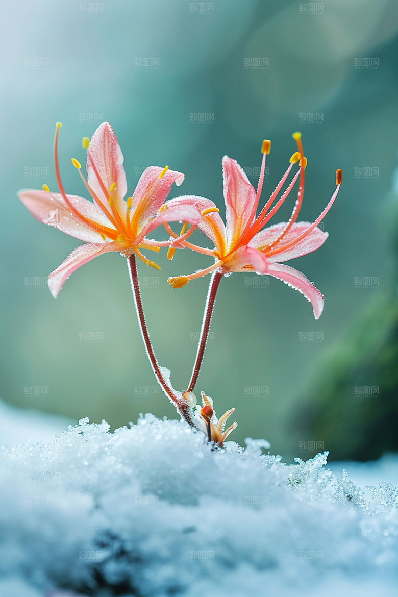 彼岸花草地森林摄影图
