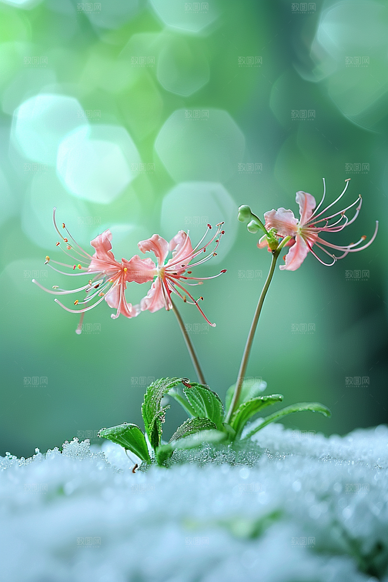 彼岸花灵魂传说石蒜摄影图