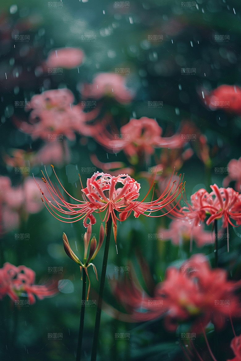 彼岸花森林自然摄影图